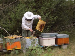Fabien Guettard, apiculteur de raison